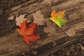 colorful Autumn maple Foliage