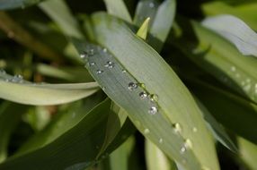 raindrop on the daylily leaf