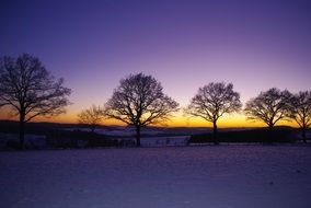 trees silhouettes in bright winter evening