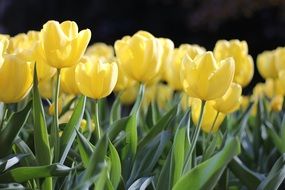 meadow with yellow tulips