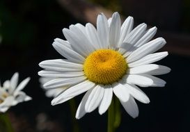 marguerite in the summer garden