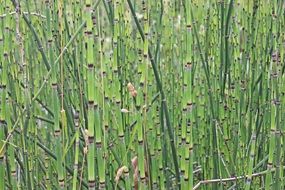 lots of green Bamboo stems