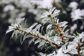 picturesque tree needles in winter