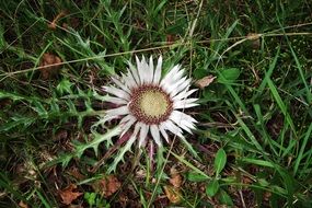 white dwarf thistle on green grass