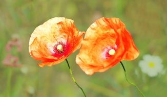 two orange poppies under the summer sun