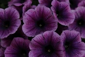 dark purple pituna on the balcony