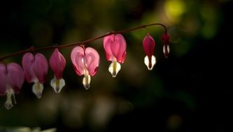 garden Bleeding Heart Flower