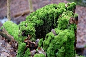 closeup photo of Moss on the tree stump in the forest
