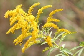 yellow golden rod in summer close-up on blurred background