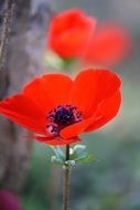 Anemone Red Flower in nature