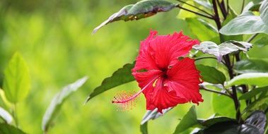 Red flower on Cuba