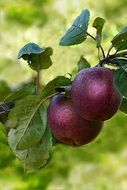 Red apples on a tree in nature