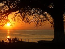 Sunset Tree View
