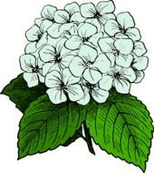 bouquet of garden flowers as a drawing