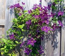 Clematis on the fence