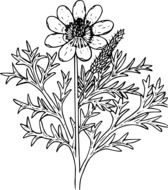 outline drawing of a wild flower