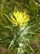 flower on a spiny stem close up