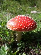 toxic reddish fly agaric mushroom