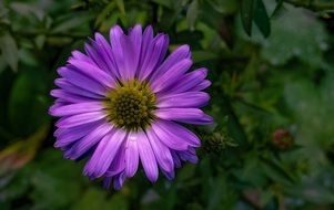 purple flower bloom