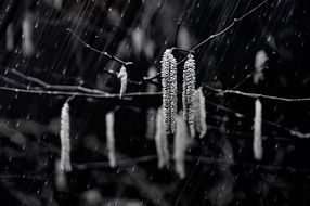 black and white photo of birch in the rain