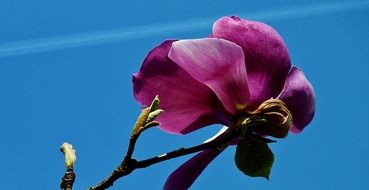 purple magnolia on blue sky background