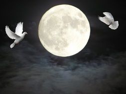 pigeons near the moon in the night sky