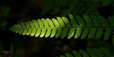 green fern leaf in the shade