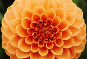 lush spherical orange dahlia close up