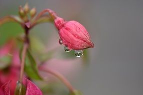 Raindrops on a pink flower in spring