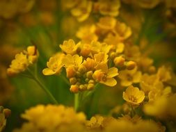 yellow alpine flowers