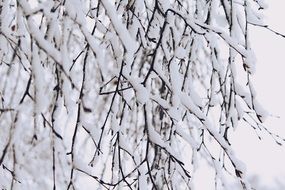 tree branches under snow cover