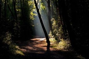 landscape of dark forest in the sunlight