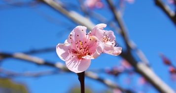 delicate spring pink flower on a branch