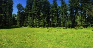 landscape of green meadow near the trees