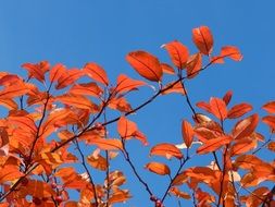 red autumnal leaf on the blue sky