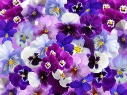 graphic image of colorful pansies