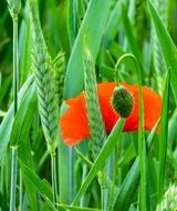 closeup photo of red poppy among bright green grass