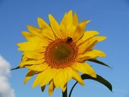 bee pollinating sunflower