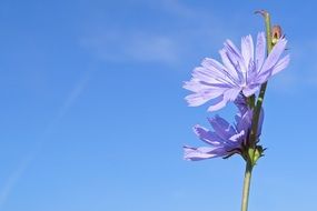 Chicory, Blue Flowers at sky