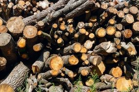 lot of firewood