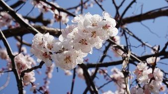 lush flowering of apricot tree close-up