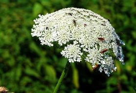 red insects on yarrow