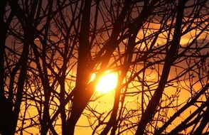 landscape of setting sun through tree branches