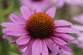 Purple Coneflower Flower macro