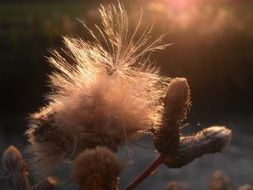Herbs Wild Nature