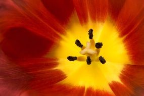 red tulip with yellow core