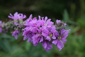picturesque Garden Flower