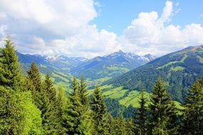 mountains with green trees in austria
