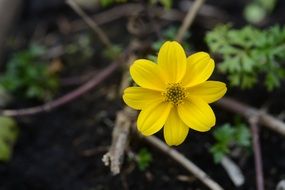 yellow flower on a bare tree