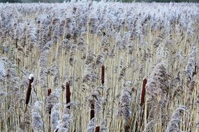 field of reedmace